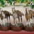 2020JayContwayChristmasHorses_Slider